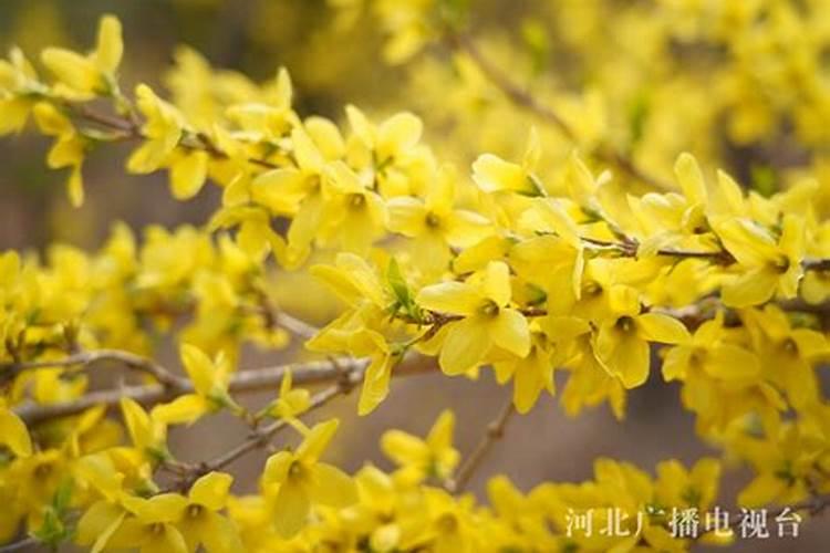 金叶连翘如何养