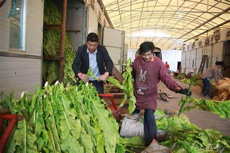 茶叶叶面肥催芽肥的正确使用