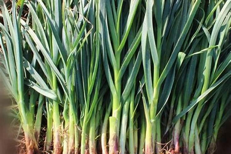 蒜苗施什么肥最好