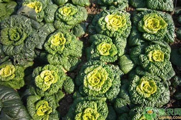 白糖可以用做叶面肥吗