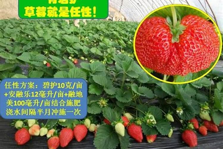 芸苔素内脂在草莓上能用几次？和碧护比哪个比较好