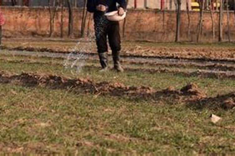 硼肥1克兑多少斤水