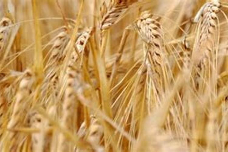 大蓝桶和小蓝桶再生颗粒有什么区别