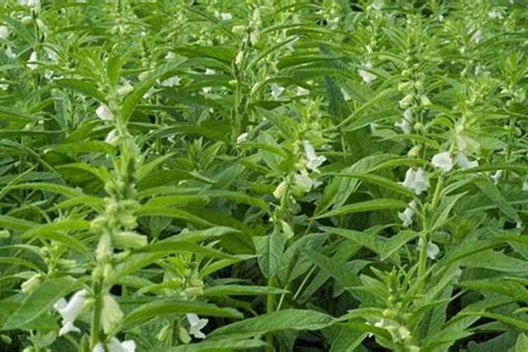 栽培芝麻想要高产,有什么技术要点？