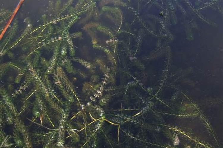 如何在池塘中栽种轮叶黑藻？