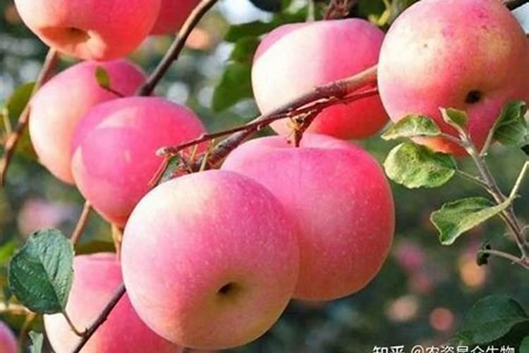 苹果施肥时期注意哪些