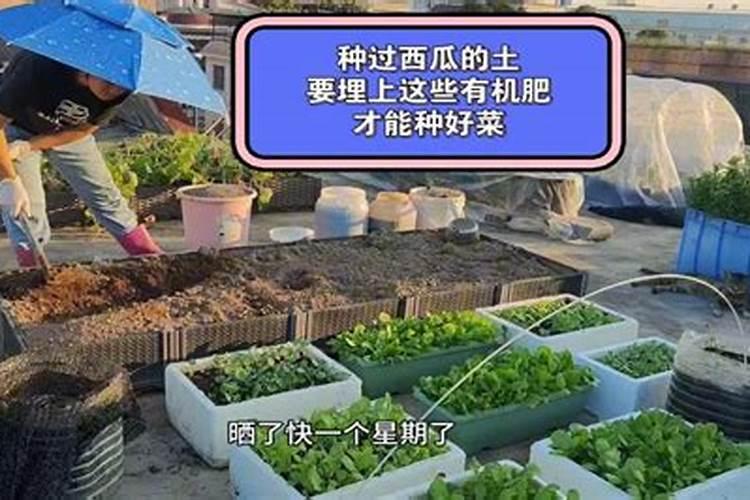 种菜复合肥怎么使用正确 多久施一次