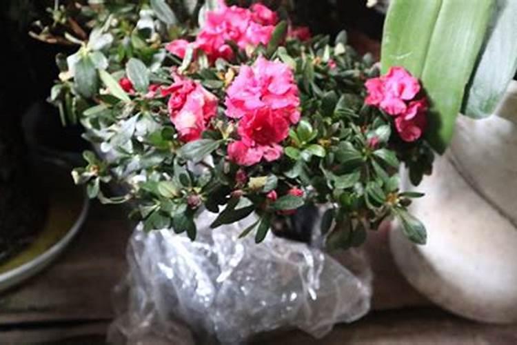 在给花卉使用叶面肥的时候需要注意什么？