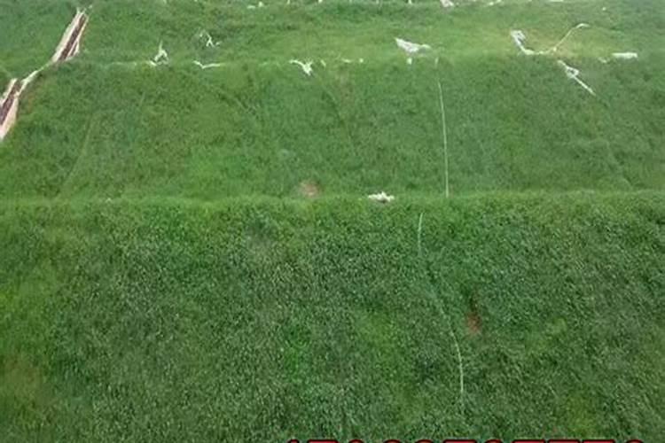 草籽和肥料的配比