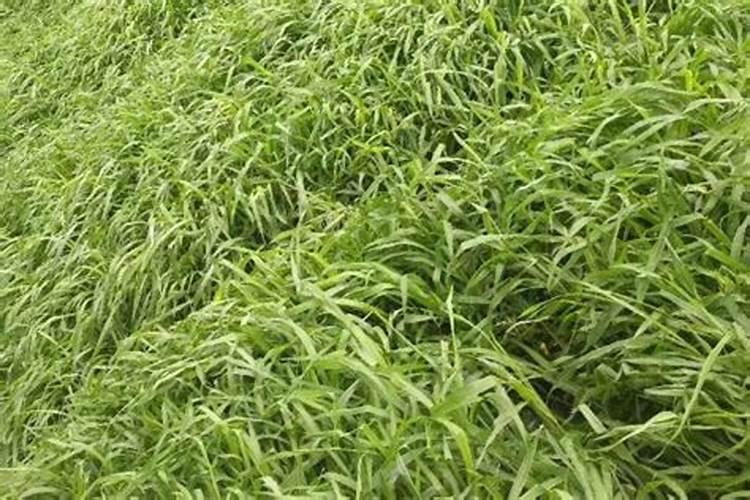 种草籽的时候能不能撒复合肥料