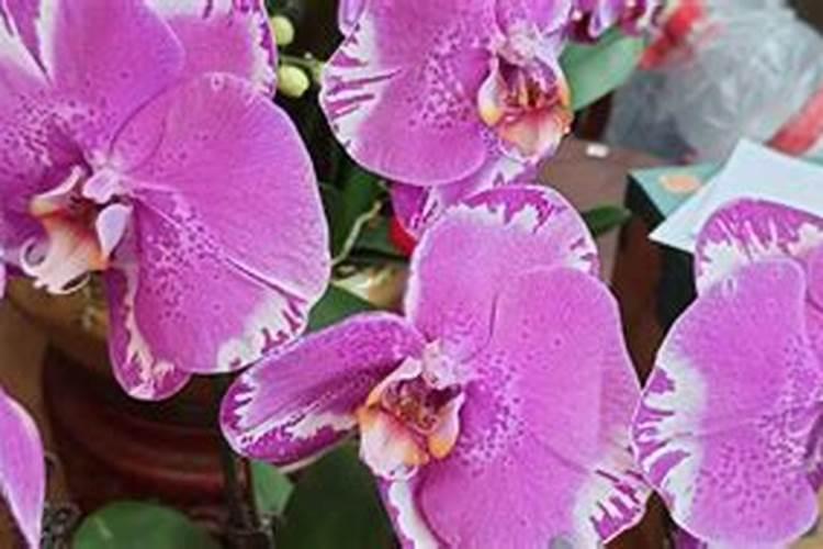 蝴蝶兰施什么肥？