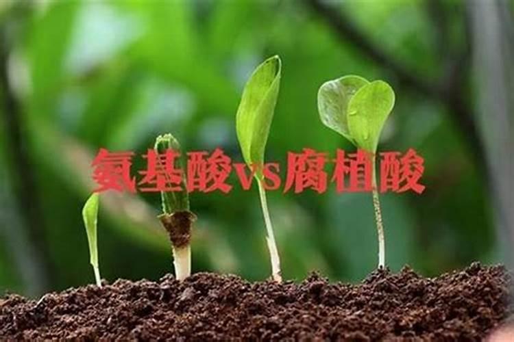 土壤调理剂可以养花吗？