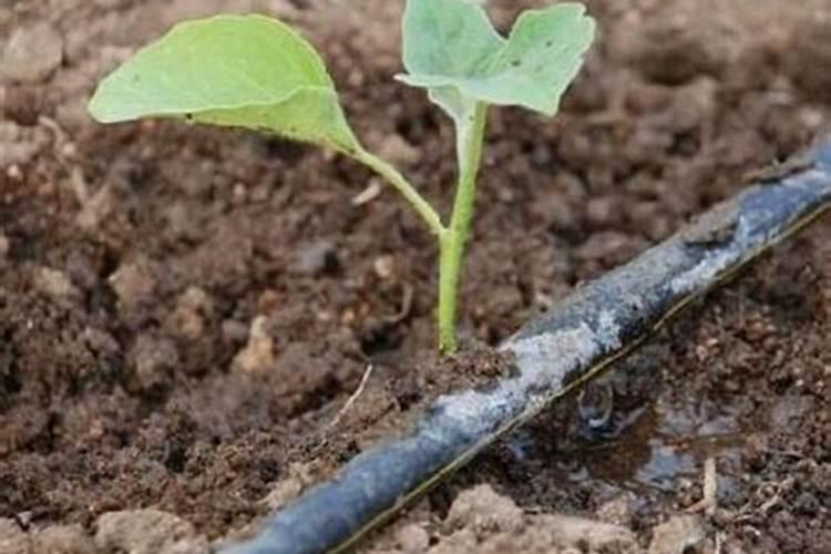 杏树叶的功效与作用,杏树叶的功效与作用禁忌