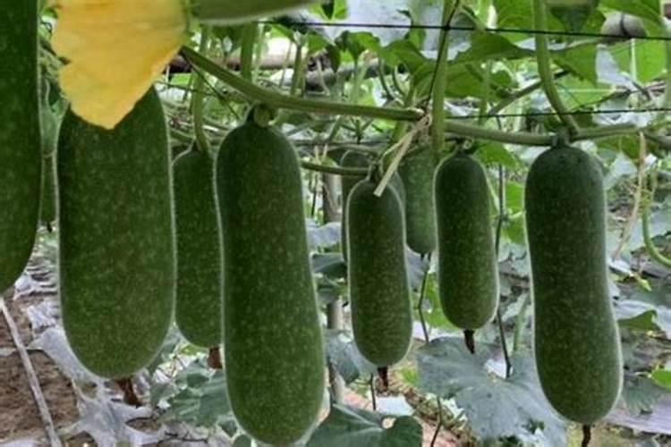 节瓜种植时间和方法