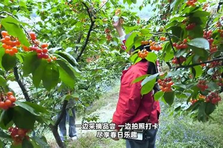 樱桃树施什么肥料最好