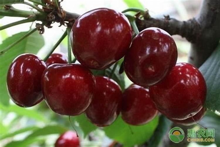 樱桃树施什么肥最好