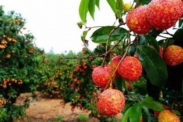 长期使用化肥危害生态环境,结合新型肥料达到绿色种植目的