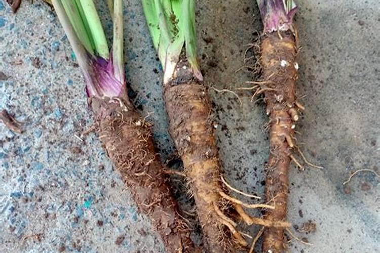 紫菜苔如何追肥 养殖技巧简介