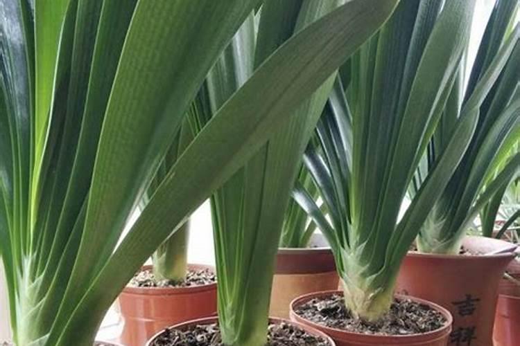 复合肥浇花兑水比例是多少