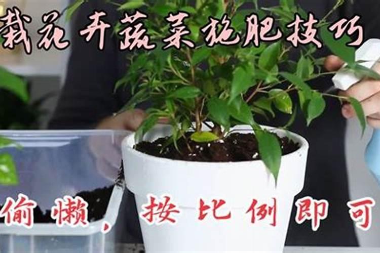 复合肥养花兑水好还是埋土好 使用复合肥那些事要注意的