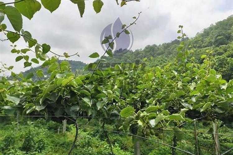 蔷薇花施肥方法