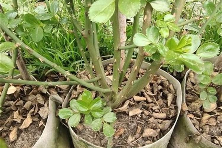 夏天月季花光杆了怎么挽救