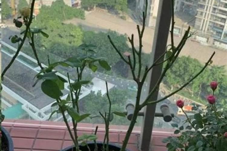 这月季都变成光杆了,该怎么救治啊？