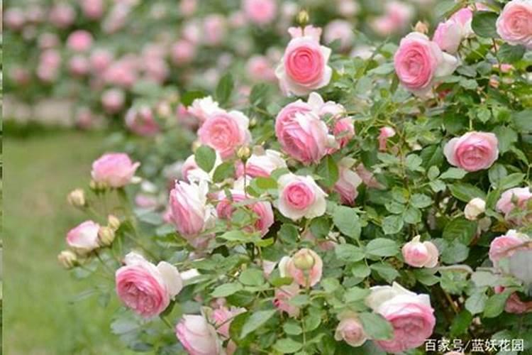 月季只剩杆如何恢复