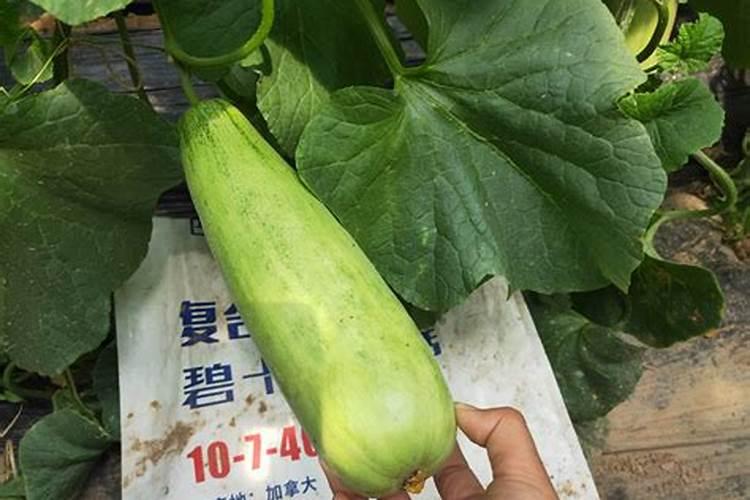 甜瓜膨大期用什么肥好