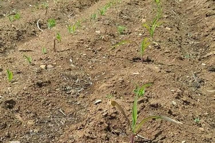 东北玉米施什么肥好