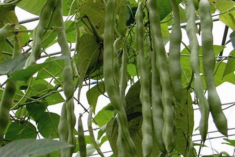 绿叶蔬菜用什么农药能让叶子绿