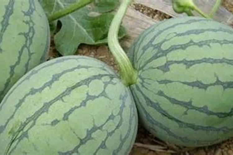 西瓜什么时候施硼肥