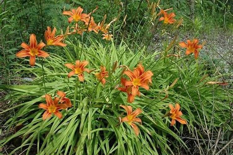 萱草为什么不开花