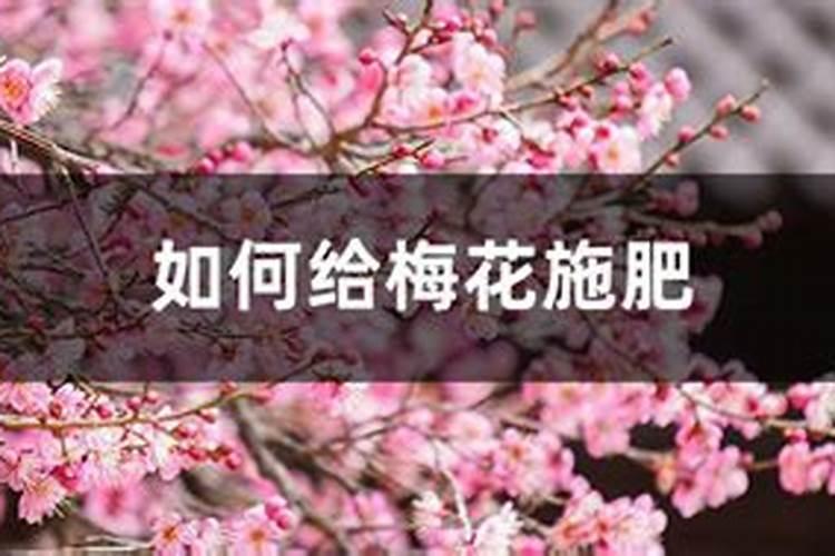 竹节海棠多久浇一次水