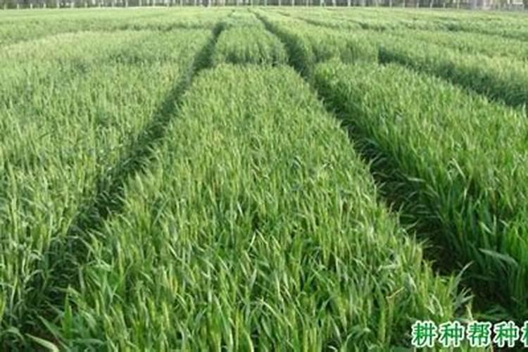 氮肥是大家非常熟悉的肥料,小麦氮肥后移技术哪些？