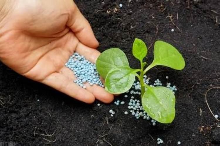 夏威夷竹子喜阴还是喜阳