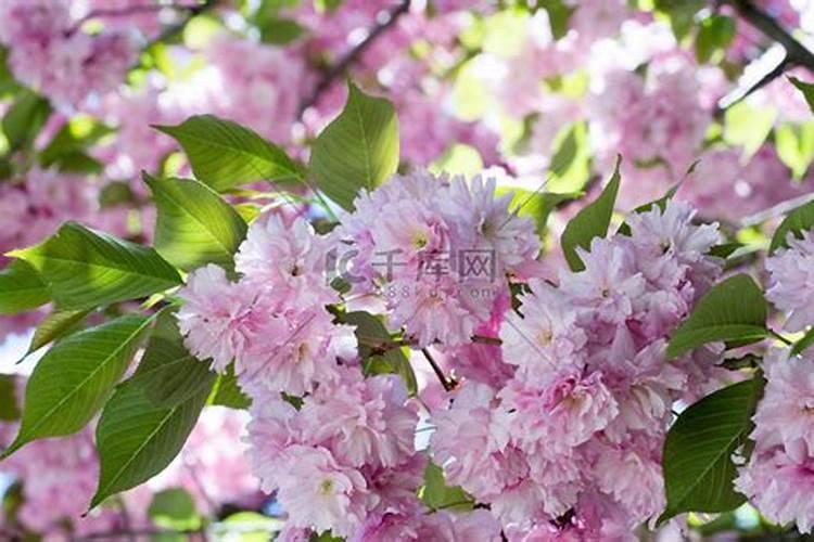 月季雨后打什么药