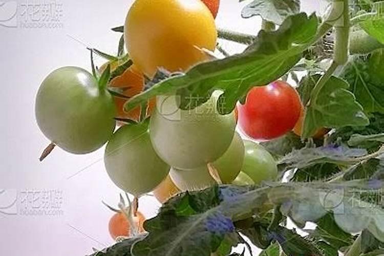 萝卜施肥方法和注意事项 萝卜施肥方法与注意事项有哪些