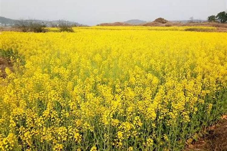 油菜什么时候施硼肥