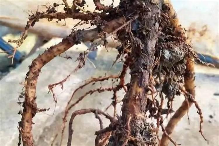 甲基托布津可以灌根吗