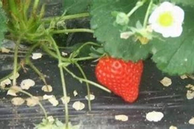 怎样根据荔枝需肥特点进行施肥？