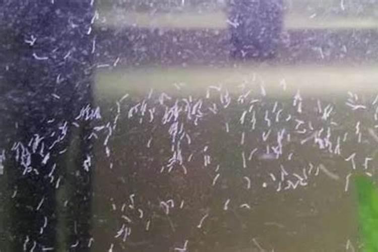 水稻施磷肥有什么作用