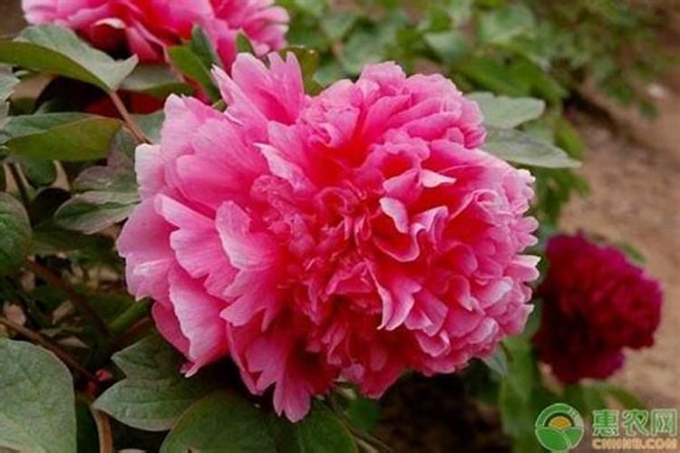 牡丹花烂根叶子发蔫怎么办