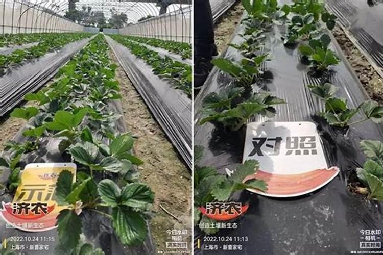 草莓怎么施肥 草莓如何施肥