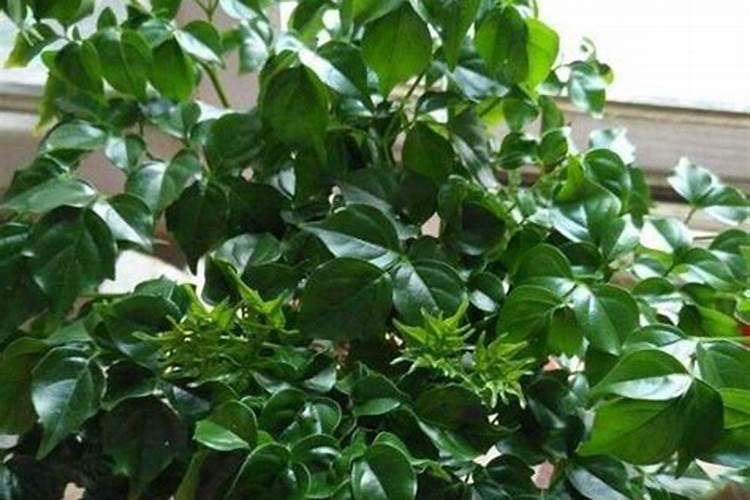 幸福树秋天怎么浇水施肥