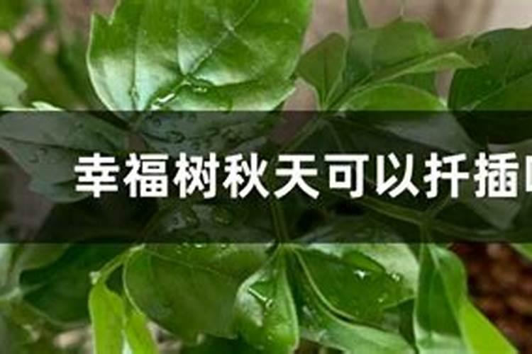 幸福树秋天怎么浇水施肥