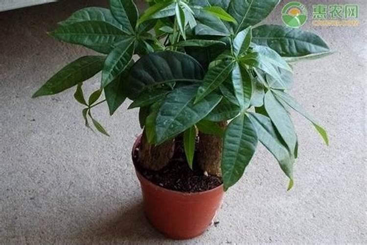 番茄巨芽病和丛枝病防治方法