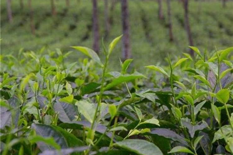 茶叶采摘前可否喷叶面肥