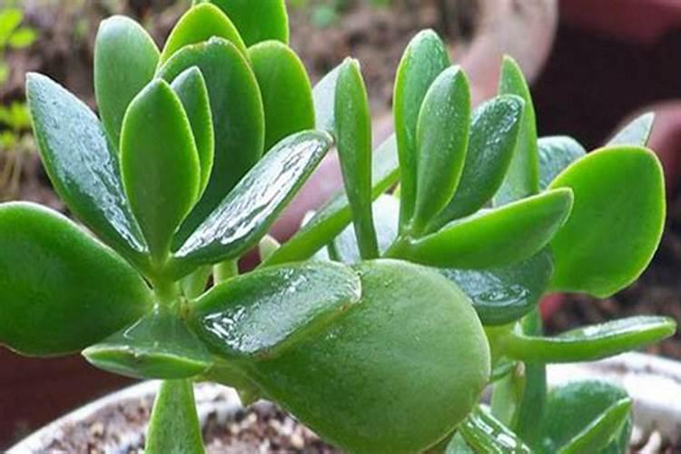 血液中查微量元素发现磷微量元素很高,是否会影响小孩的身长个高？如何才...