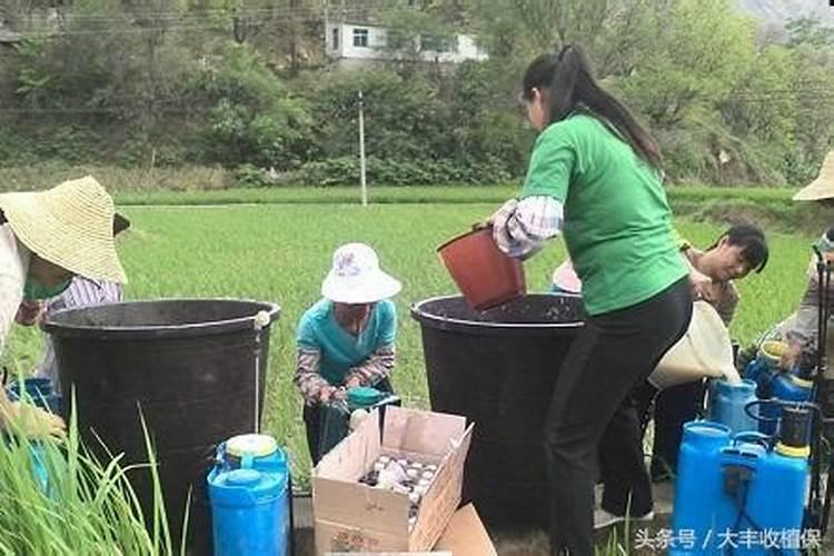 火龙果结果期间施什么肥